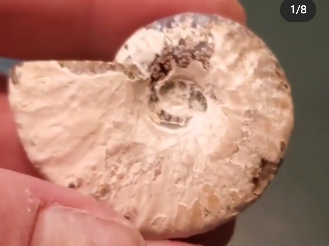 Ammonite Pendant - Image 4