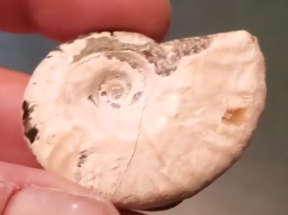 Ammonite Pendant - Image 5